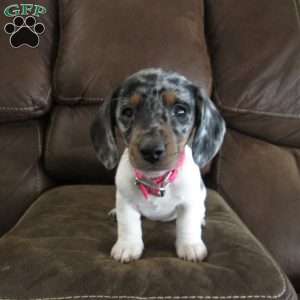 Maui, Dachshund Puppy